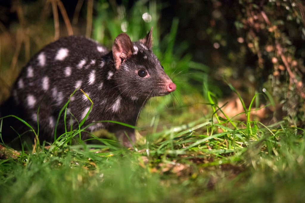 Spotted-tail Quoll (Dasyurus maculatus) - Devils @ Cradle, Tasmanian Devil Sanctuary
