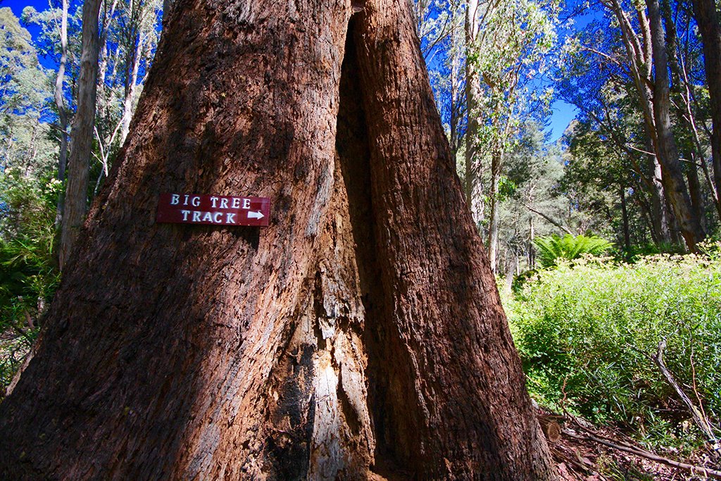 Tarraleah Estate Big Tree Walking Track